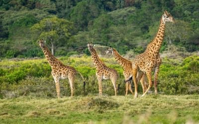 Tanzania Travel Guide